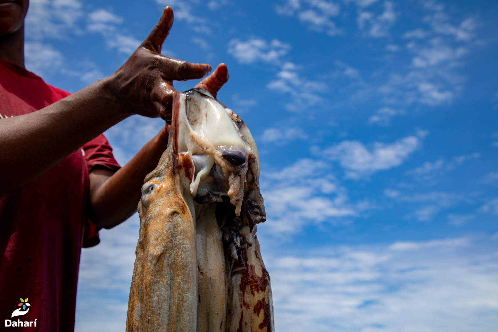 3 700 kg de poulpes capturés lors de la journée de réouverture de la pêche à Moya